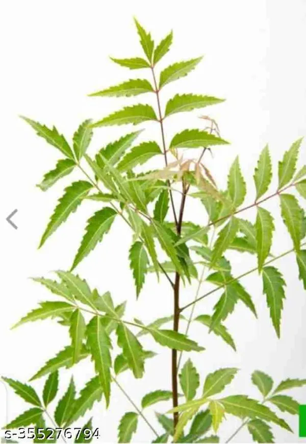 Green_Neem_Tree_Plant