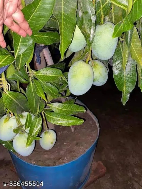 All_Time_Mango_Grafted_Plant