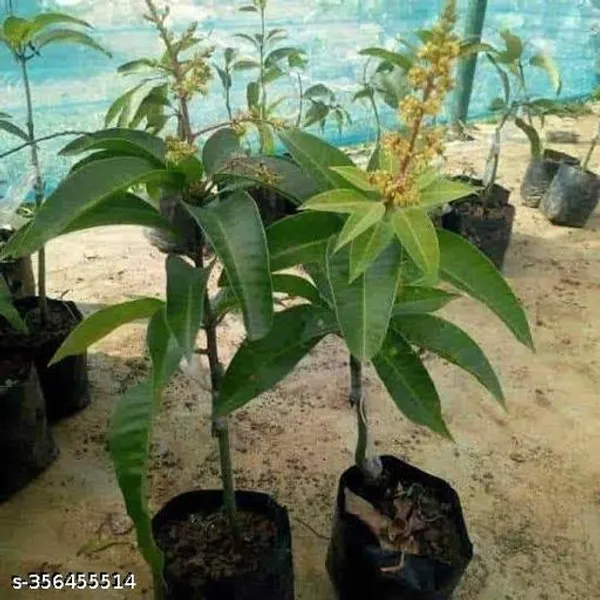 All_Time_Mango_Grafted_Plant