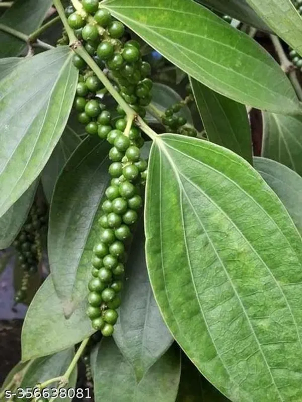 Kali_Mirch_Piper_Nigrum_Plant