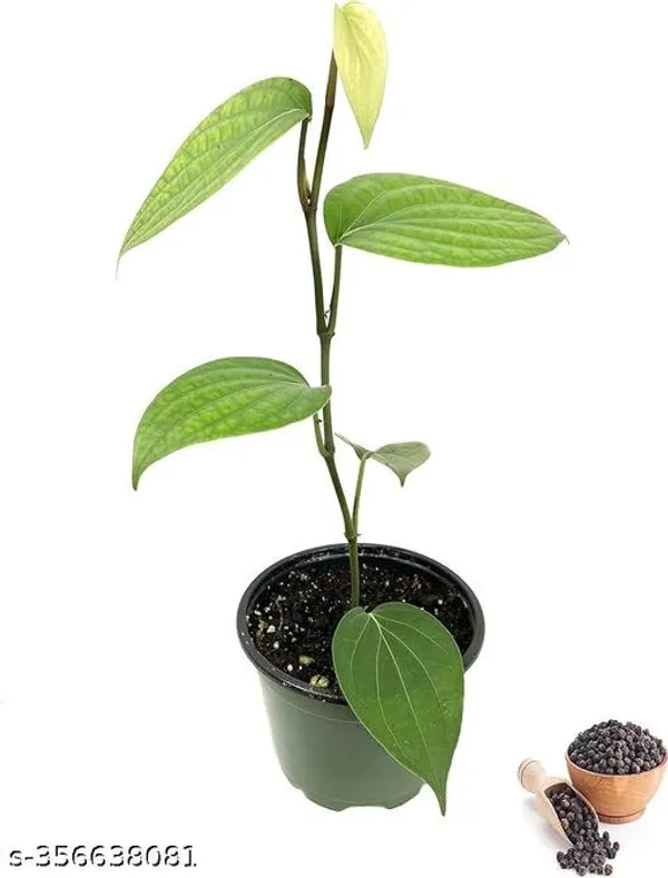 Kali_Mirch_Piper_Nigrum_Plant