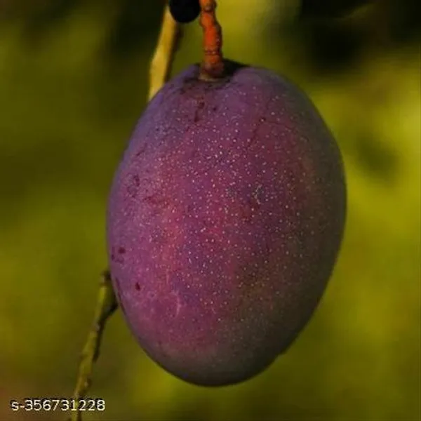 Thai_All_Time_Mango_Hybrid_Healthy_Baramasi_Mango_Grafted_Plant