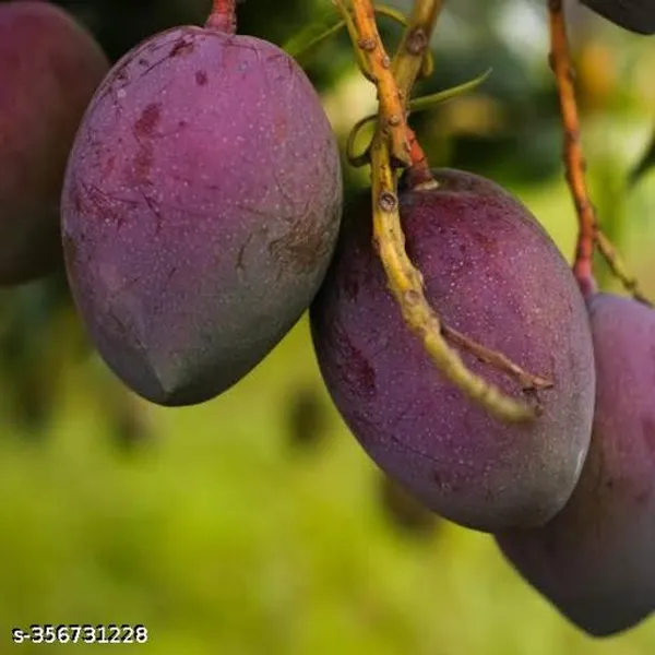 Thai_All_Time_Mango_Hybrid_Healthy_Baramasi_Mango_Grafted_Plant