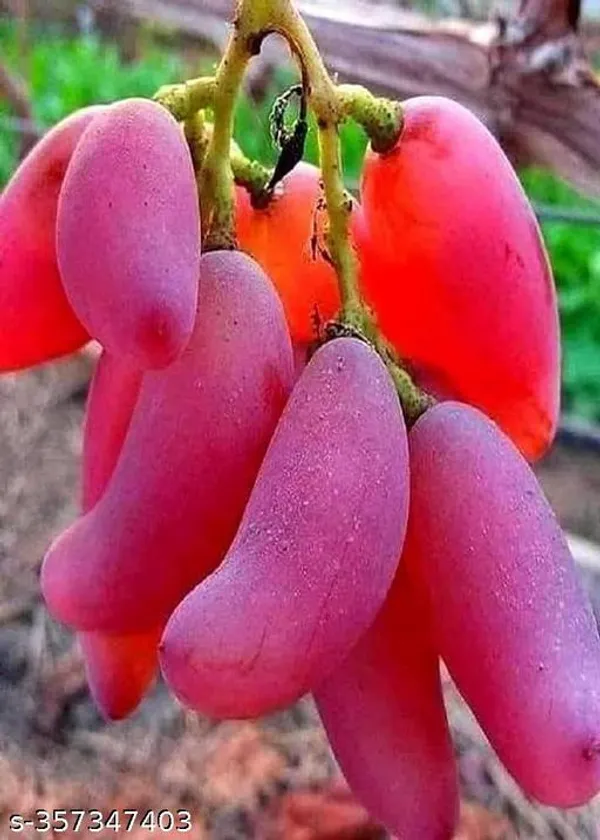 Sweet_Grapes_Plant