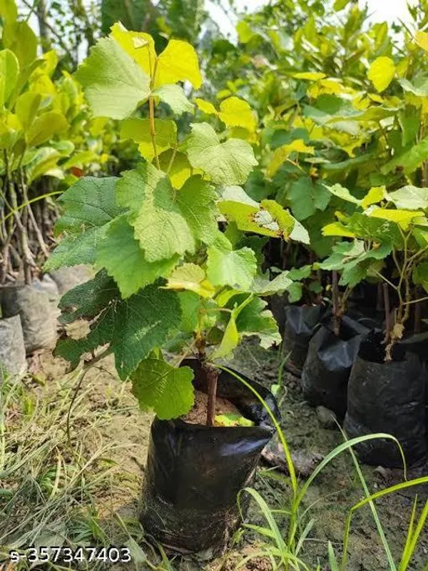 Sweet_Grapes_Plant