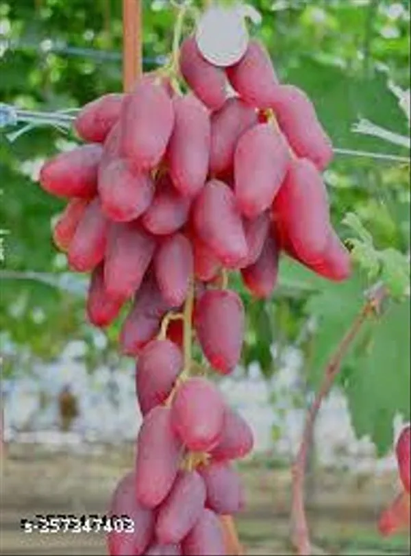 Sweet_Grapes_Plant