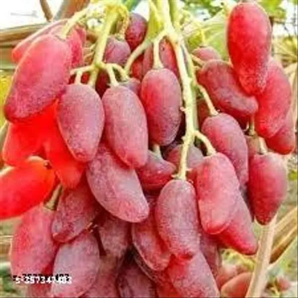 Sweet_Grapes_Plant