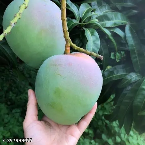 Mango_Fruit_Plant_Grafted
