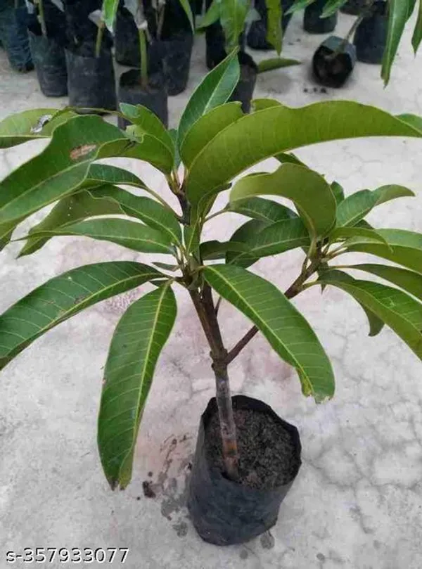 Mango_Fruit_Plant_Grafted