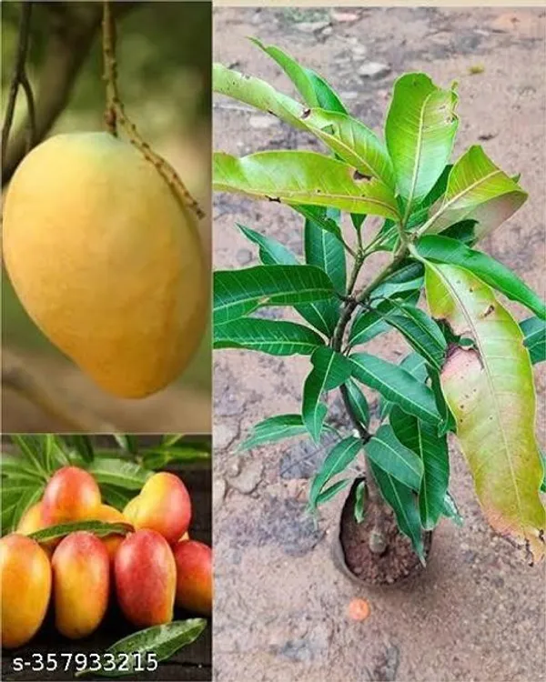 Lushgreen_Mango_Plant