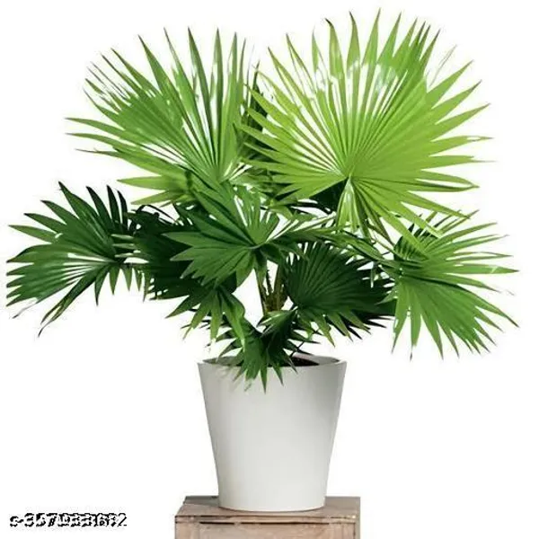 Best_Quality_Indoor_Palm_Tree_Plant
