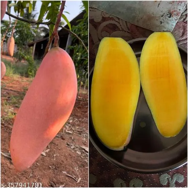 Red_Lvory_Mango_Fruit_Plant