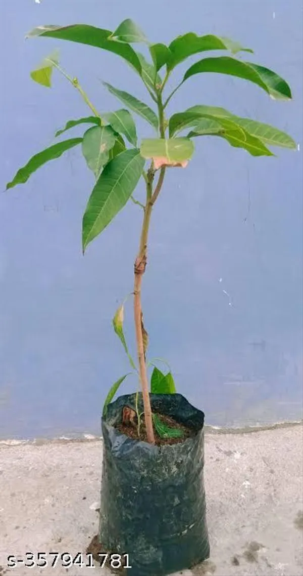 Red_Lvory_Mango_Fruit_Plant