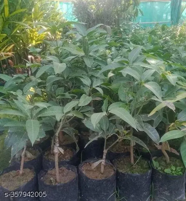 Mango_Plant