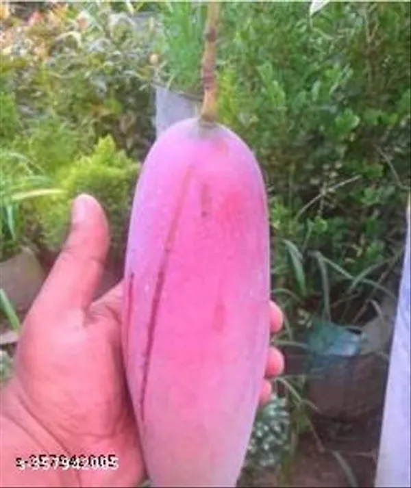 Mango_Plant