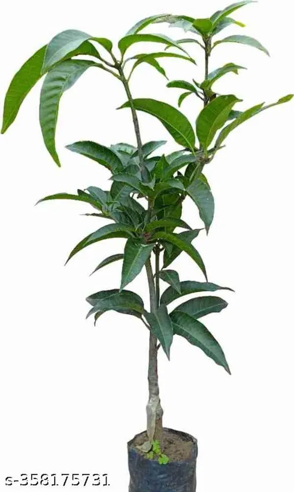 R2e2_Mango_Plant