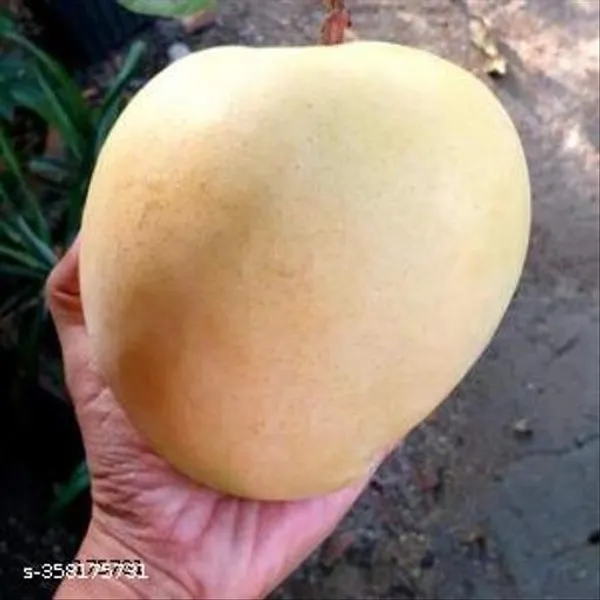 R2e2_Mango_Plant