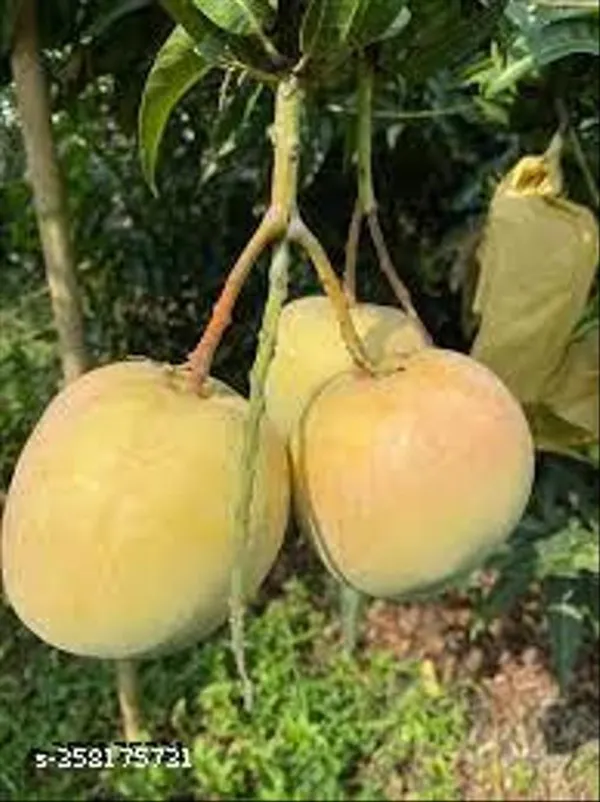 R2e2_Mango_Plant