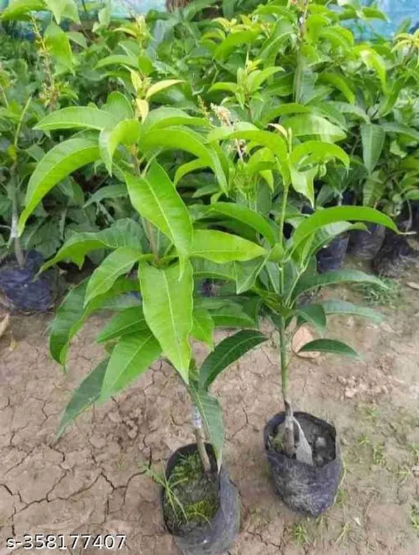 Best_Quality_Mango_Plant