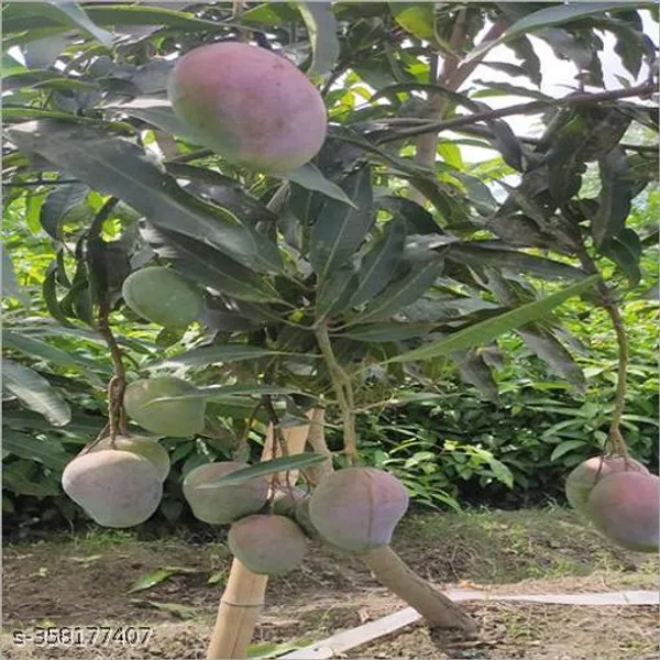 Best_Quality_Mango_Plant