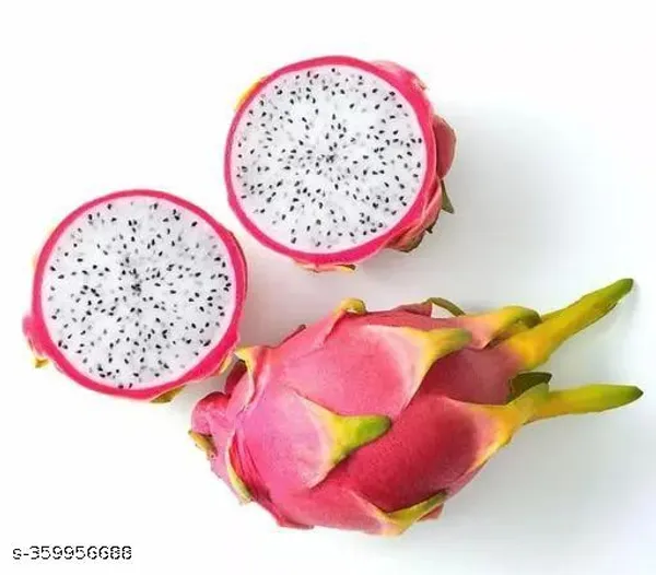 Combo_Pack_Of_3_Rare_Two_Pink_Variety_One_Yellow_Skin_White_Flesh_Dragon_Fruit_Imported_Rooted_Plant
