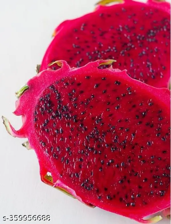 Combo_Pack_Of_3_Rare_Two_Pink_Variety_One_Yellow_Skin_White_Flesh_Dragon_Fruit_Imported_Rooted_Plant