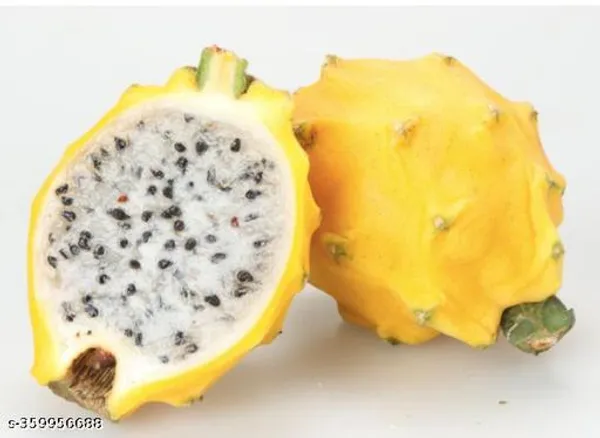 Combo_Pack_Of_3_Rare_Two_Pink_Variety_One_Yellow_Skin_White_Flesh_Dragon_Fruit_Imported_Rooted_Plant