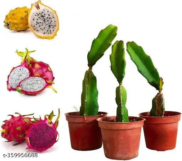 Combo_Pack_Of_3_Rare_Two_Pink_Variety_One_Yellow_Skin_White_Flesh_Dragon_Fruit_Imported_Rooted_Plant