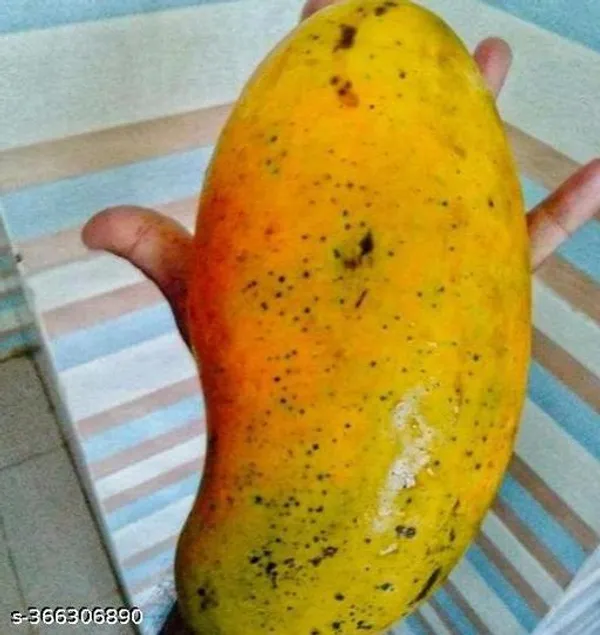 Brunei_King_Mango_Plant