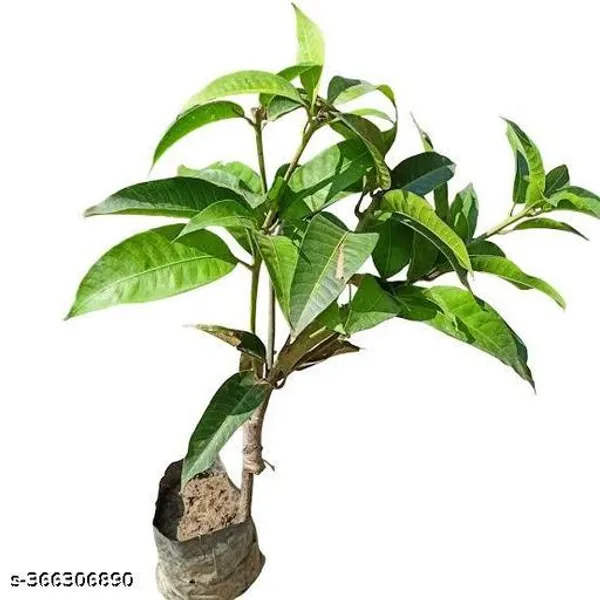 Brunei_King_Mango_Plant