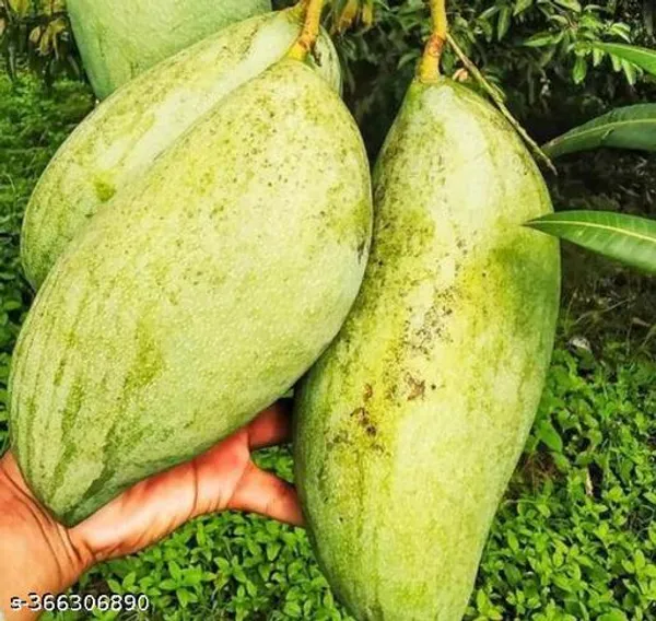 Brunei_King_Mango_Plant