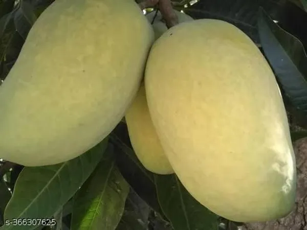 Chaunsa_Mango_Fruit_Plant