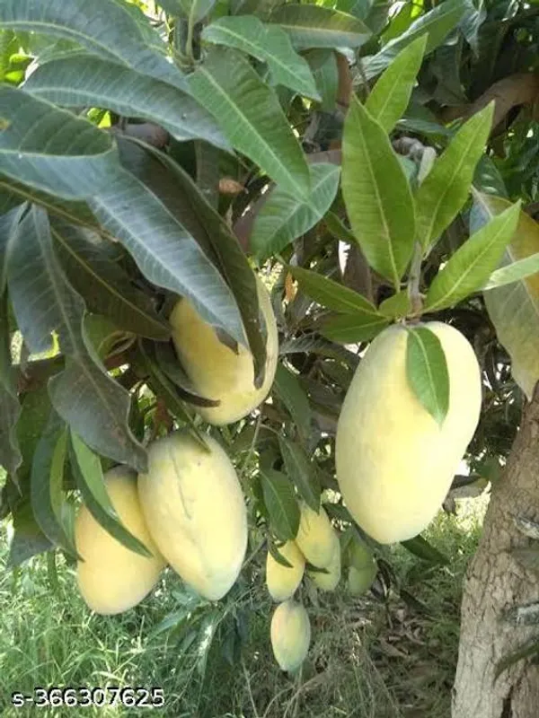 Chaunsa_Mango_Fruit_Plant