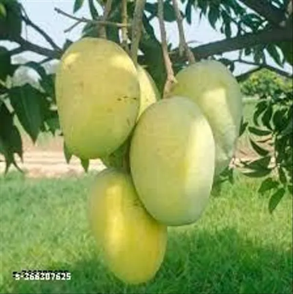 Chaunsa_Mango_Fruit_Plant
