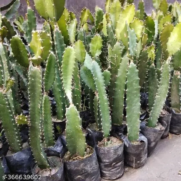All_Time_Dragon_Fruit_Plant_Combo_Pack_Of_3