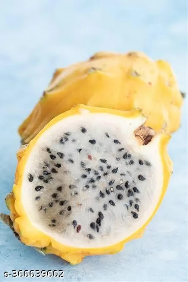 All_Time_Dragon_Fruit_Plant_Combo_Pack_Of_3