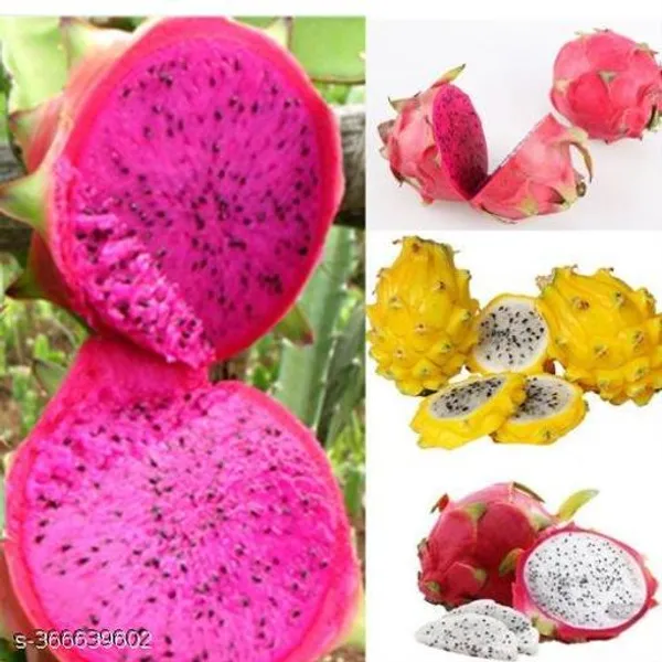 All_Time_Dragon_Fruit_Plant_Combo_Pack_Of_3