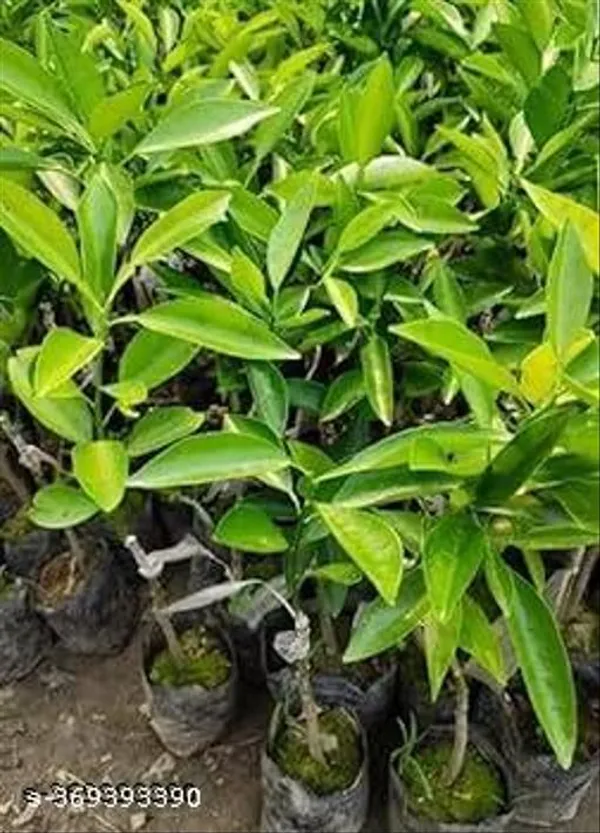 Hybrid_Mousumi_Lemon_Fruit_Plant