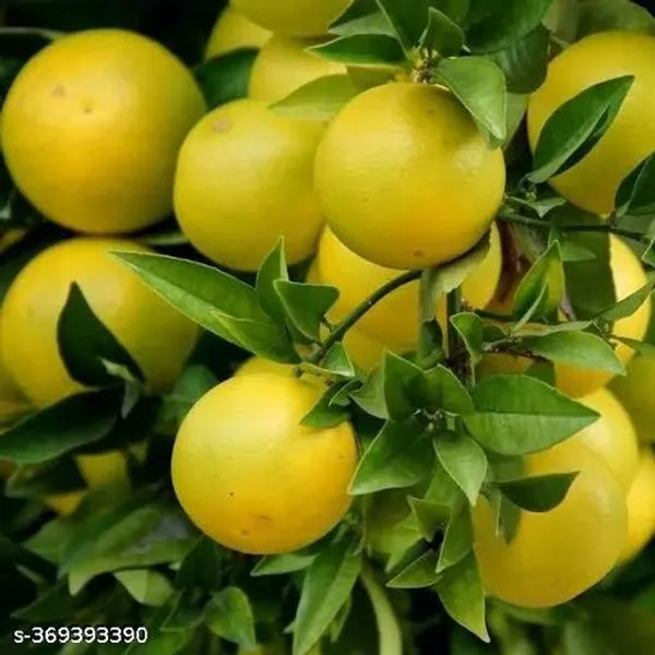 Hybrid_Mousumi_Lemon_Fruit_Plant