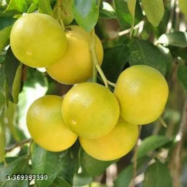 Hybrid_Mousumi_Lemon_Fruit_Plant