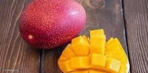 Miyazaki_Mango_Grafted_Hybrid_Healthy_Plant