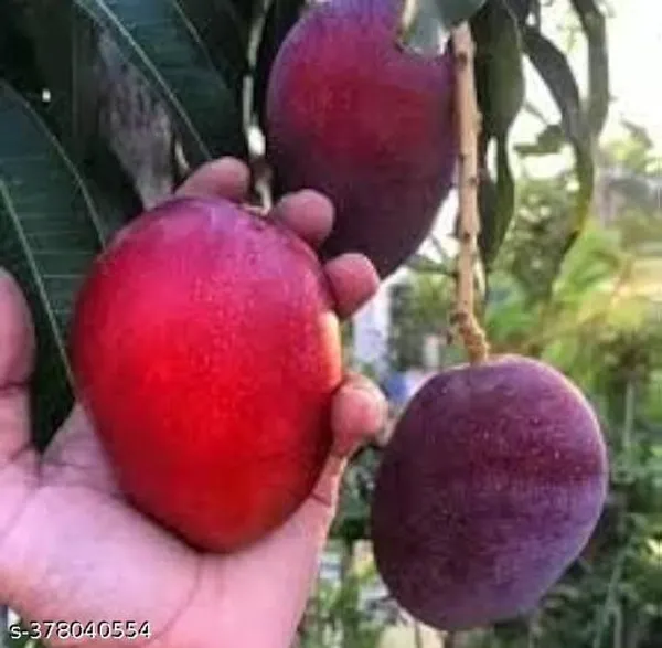 Miyazaki_Mango_Grafted_Hybrid_Healthy_Plant