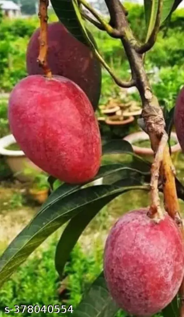 Miyazaki_Mango_Grafted_Hybrid_Healthy_Plant