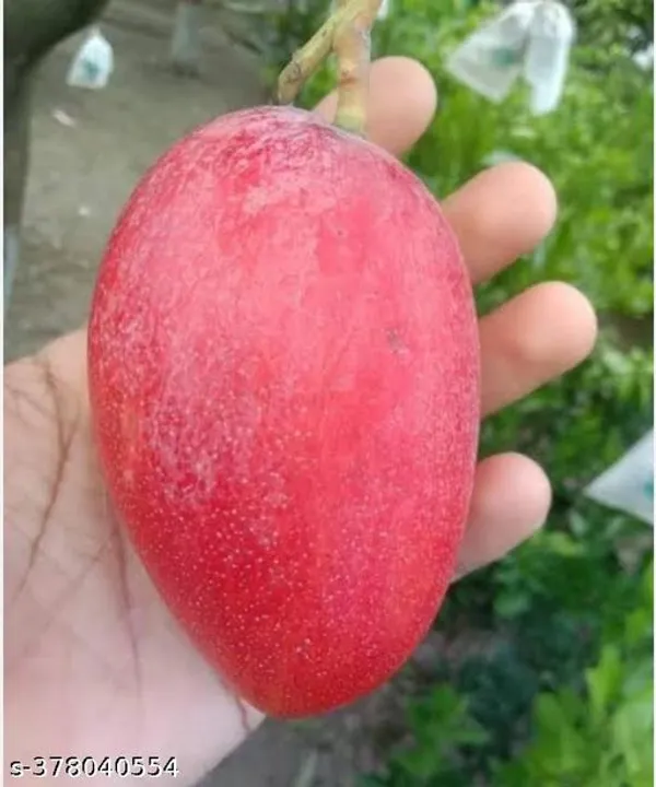 Miyazaki_Mango_Grafted_Hybrid_Healthy_Plant