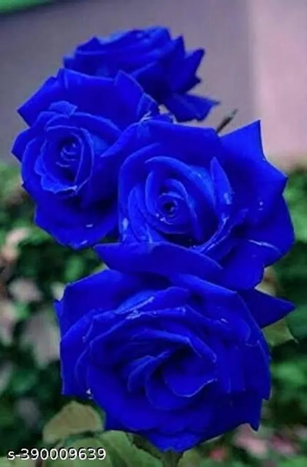 Hybrid_Blue_Rose_Flower_Plant
