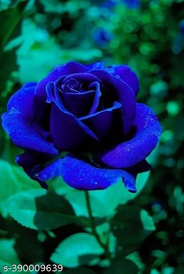 Hybrid_Blue_Rose_Flower_Plant