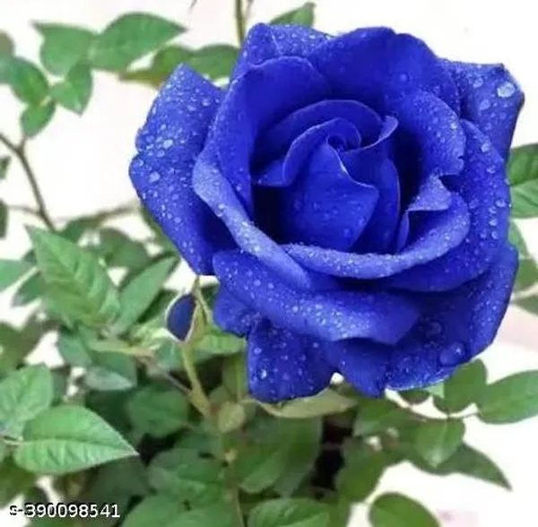 Blue_Rose_Flower_Plant