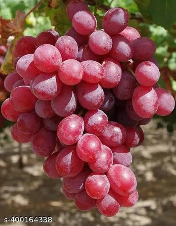 Sweet_Red_Grape_Lal_Angoor_Guti_Kolom_Plant_Hybrid_Big_Size_Special_Variety