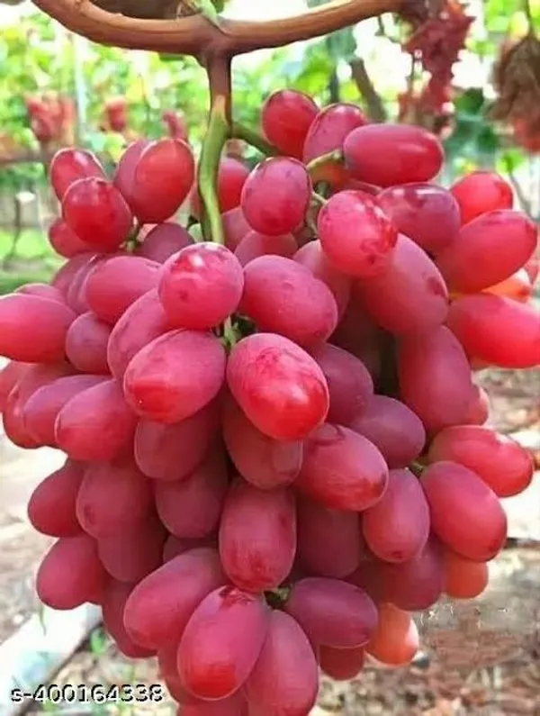 Sweet_Red_Grape_Lal_Angoor_Guti_Kolom_Plant_Hybrid_Big_Size_Special_Variety
