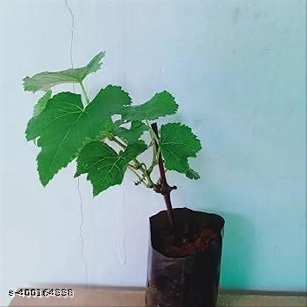 Sweet_Red_Grape_Lal_Angoor_Guti_Kolom_Plant_Hybrid_Big_Size_Special_Variety